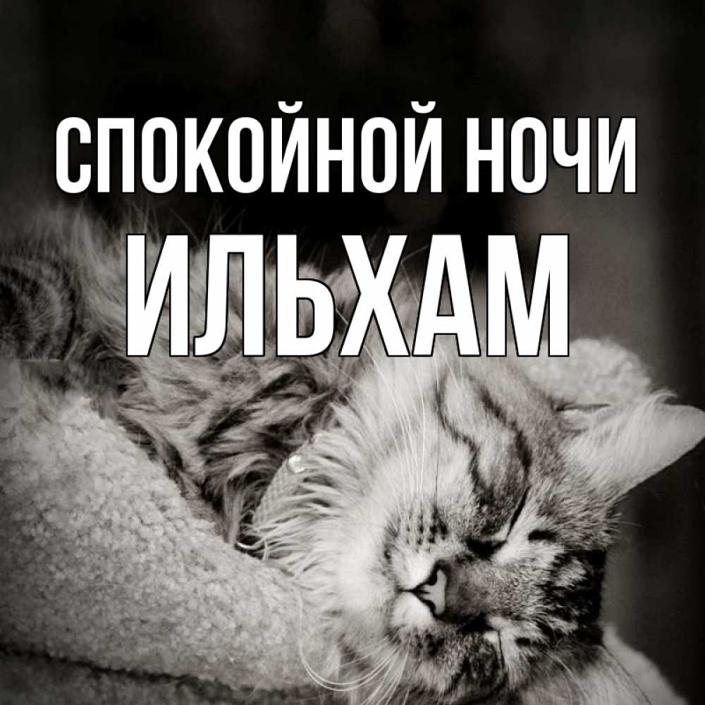 Открытка на каждый день с именем, Ильхам Спокойной ночи котярик пушистый Прикольная открытка с пожеланием онлайн скачать бесплатно 