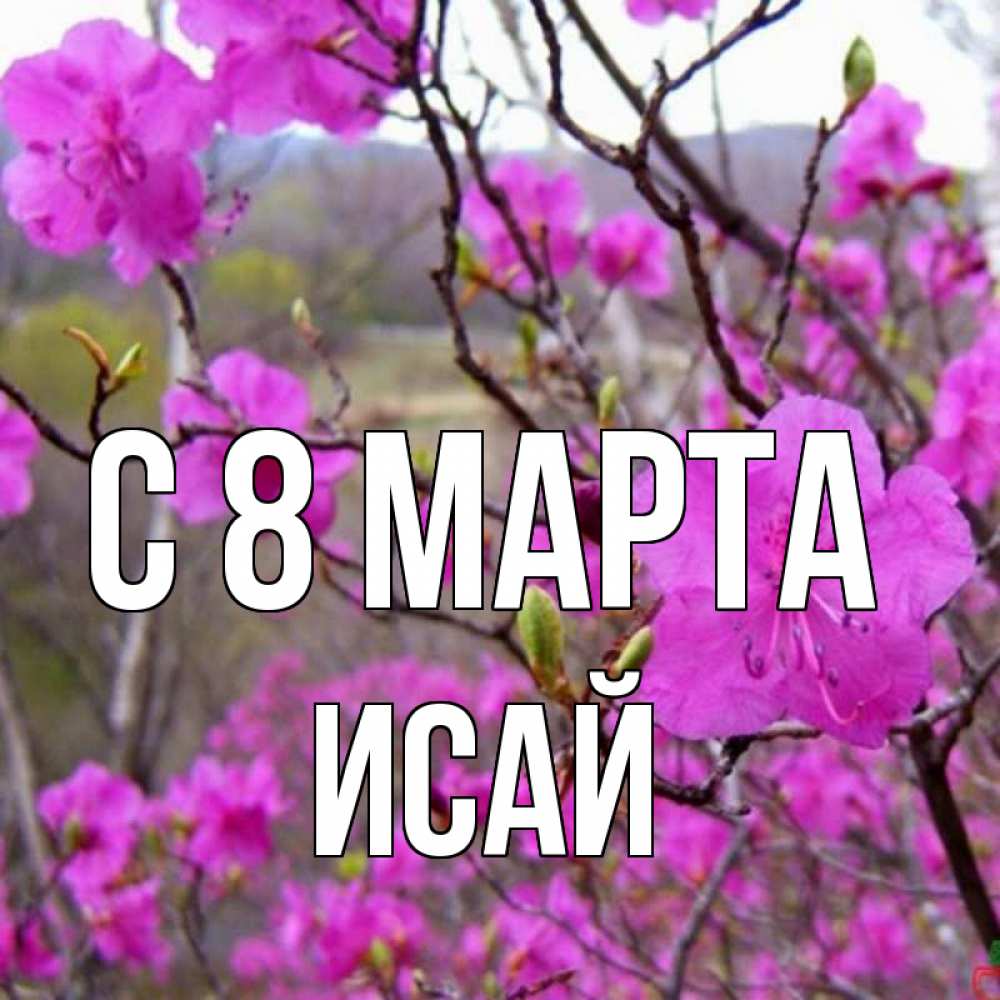 Открытка на каждый день с именем, Исай С 8 МАРТА международный женский день Прикольная открытка с пожеланием онлайн скачать бесплатно 