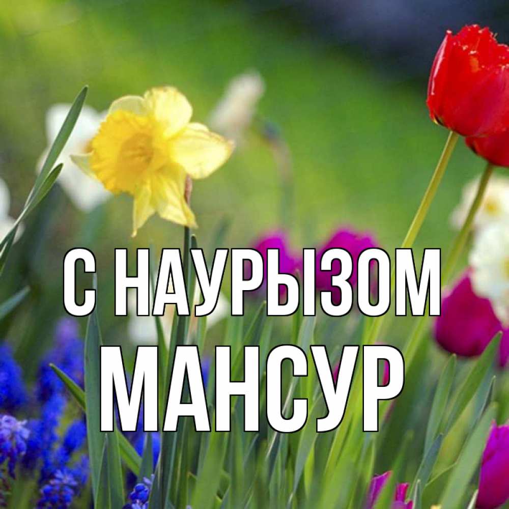 Открытка на каждый день с именем, Мансур С наурызом праздник весны наурыз 3 Прикольная открытка с пожеланием онлайн скачать бесплатно 