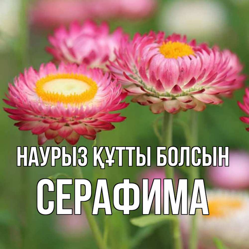 Открытка на каждый день с именем, Серафима Наурыз құтты болсын подарок на международный женский день Прикольная открытка с пожеланием онлайн скачать бесплатно 
