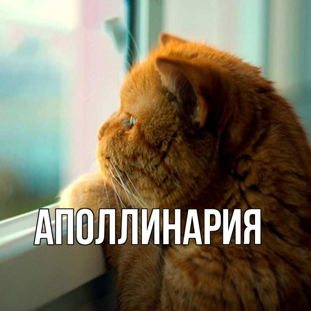 Открытка на каждый день с именем, Аполлинария Главная большой огромный рыжий котяра Прикольная открытка с пожеланием онлайн скачать бесплатно 