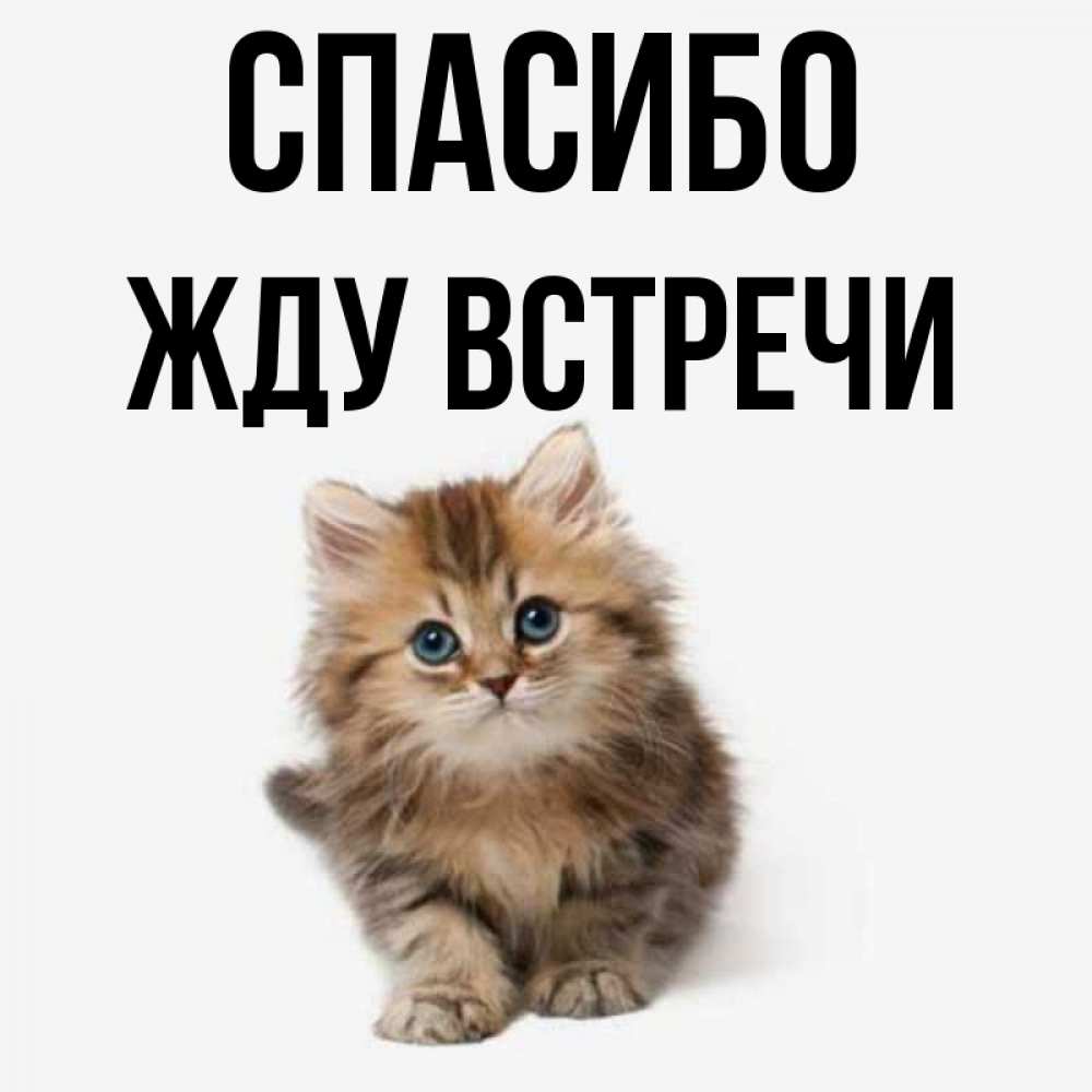 Жду встречи картинки