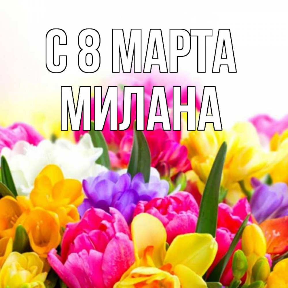Открытка на каждый день с именем, Милана С 8 МАРТА тюльпаны Прикольная открытка с пожеланием онлайн скачать бесплатно 