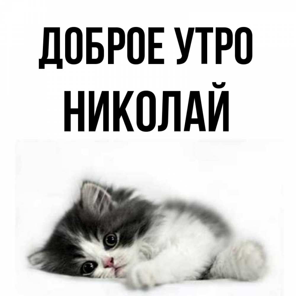 Открытка на каждый день с именем, Николай Доброе утро кот лапки Прикольная открытка с пожеланием онлайн скачать бесплатно 