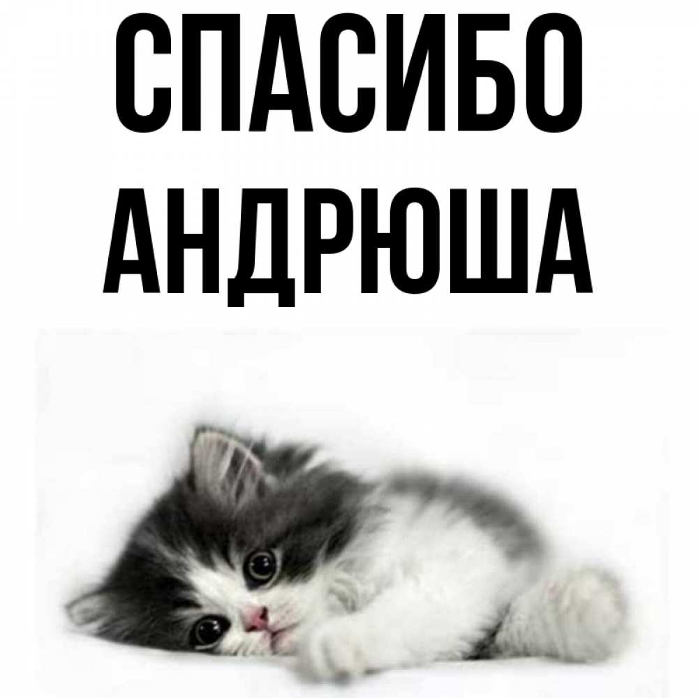 Андрюша привет картинки