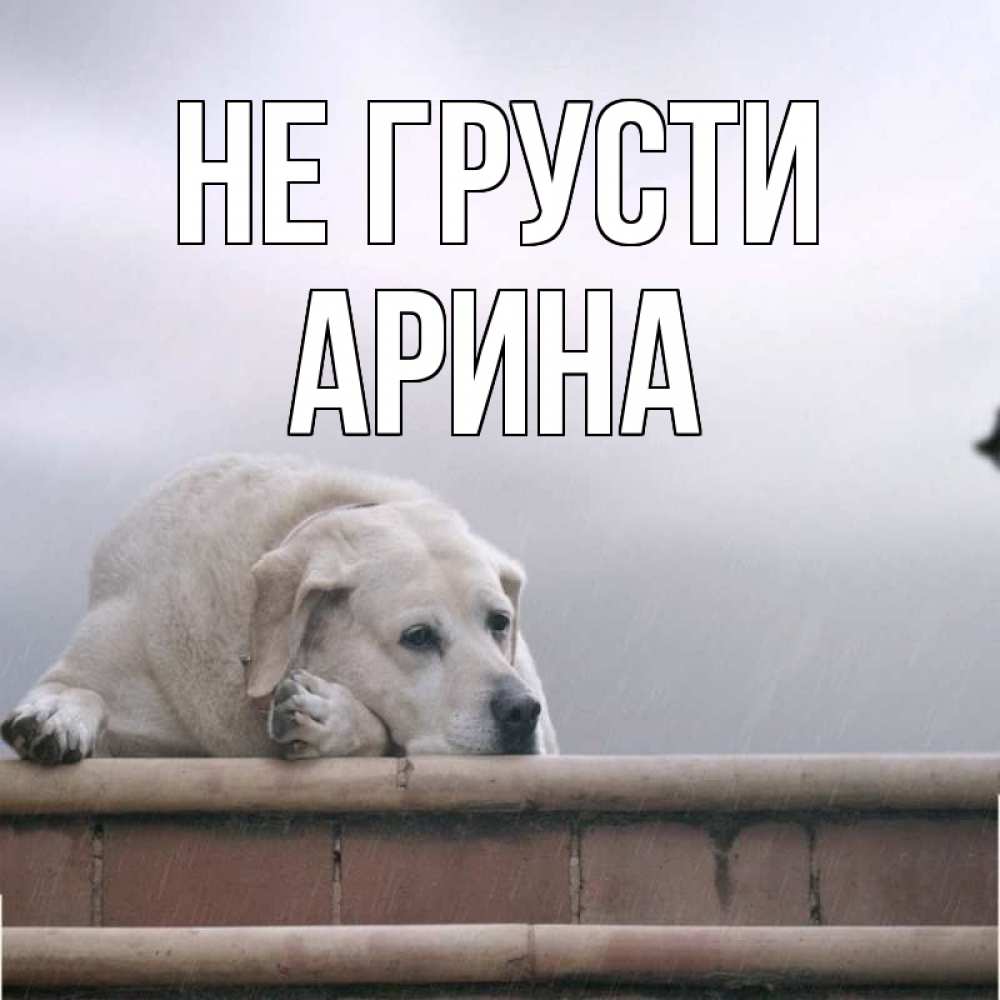 Открытка на каждый день с именем, Арина Не грусти белый пес 1 Прикольная открытка с пожеланием онлайн скачать бесплатно 
