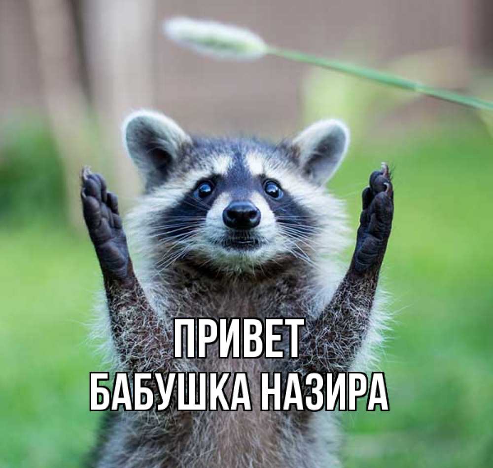 Открытка на каждый день с именем, Бабушка-Назира Привет животные Прикольная открытка с пожеланием онлайн скачать бесплатно 