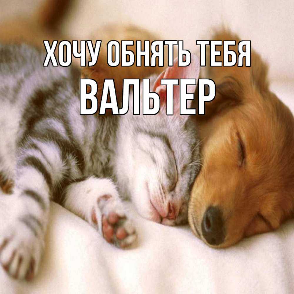 Открытка на каждый день с именем, Вальтер Хочу обнять тебя пес и котенок Прикольная открытка с пожеланием онлайн скачать бесплатно 