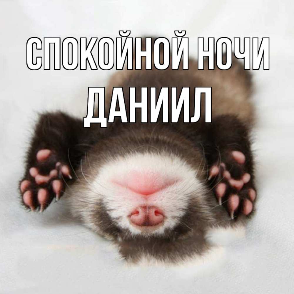 Открытка на каждый день с именем, Даниил Спокойной ночи зверек Прикольная открытка с пожеланием онлайн скачать бесплатно 