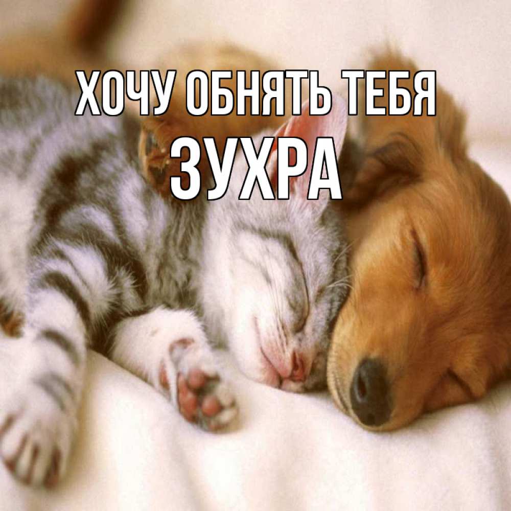 Открытка на каждый день с именем, Зухра Хочу обнять тебя пес и котенок Прикольная открытка с пожеланием онлайн скачать бесплатно 