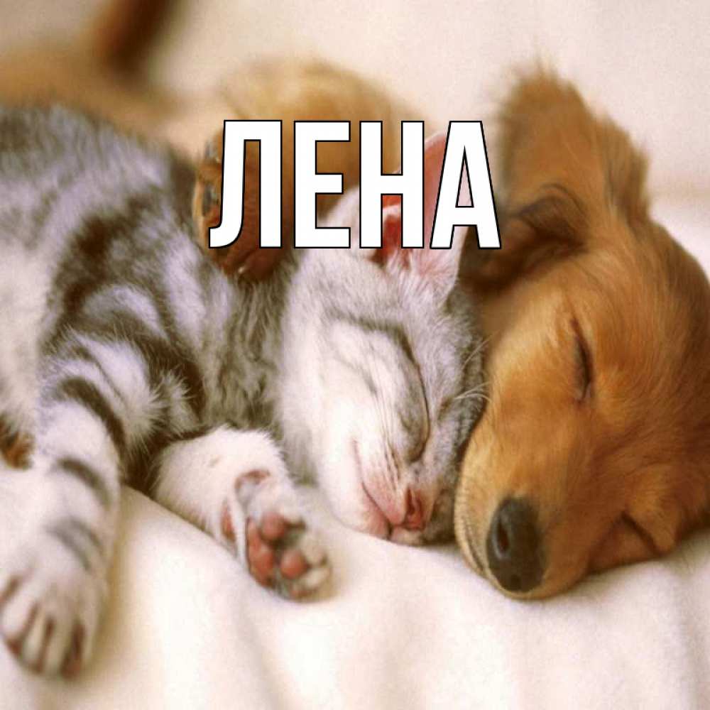 Открытка на каждый день с именем, Лена Главная пес и котенок Прикольная открытка с пожеланием онлайн скачать бесплатно 