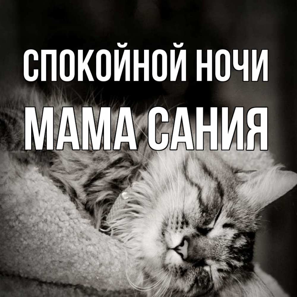 Открытка на каждый день с именем, Мама-Сания Спокойной ночи котярик пушистый Прикольная открытка с пожеланием онлайн скачать бесплатно 