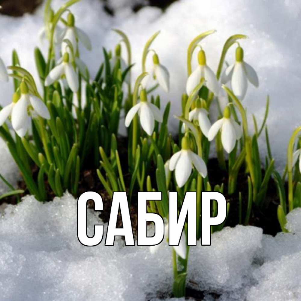 Открытка на каждый день с именем, Сабир Главная цветы весенние Прикольная открытка с пожеланием онлайн скачать бесплатно 