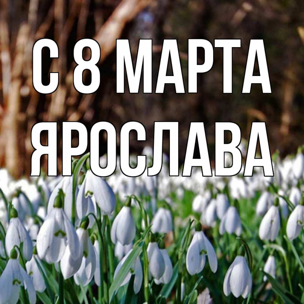 Открытка на каждый день с именем, Ярослава С 8 марта с подснежниками 1 Прикольная открытка с пожеланием онлайн скачать бесплатно 