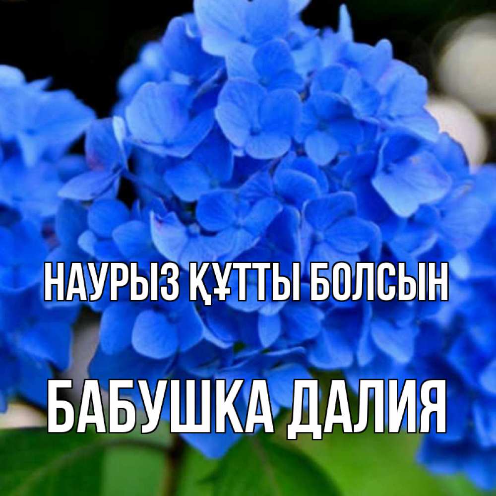 Открытка на каждый день с именем, Бабушка-Далия Наурыз құтты болсын синие цветы Прикольная открытка с пожеланием онлайн скачать бесплатно 