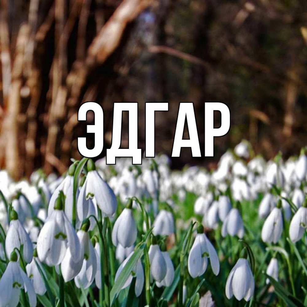 Открытка на каждый день с именем, Эдгар Главная с подснежниками 1 Прикольная открытка с пожеланием онлайн скачать бесплатно 