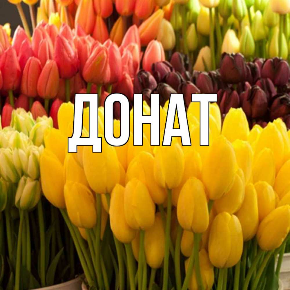 Открытка на каждый день с именем, Донат Главная цветы Прикольная открытка с пожеланием онлайн скачать бесплатно 