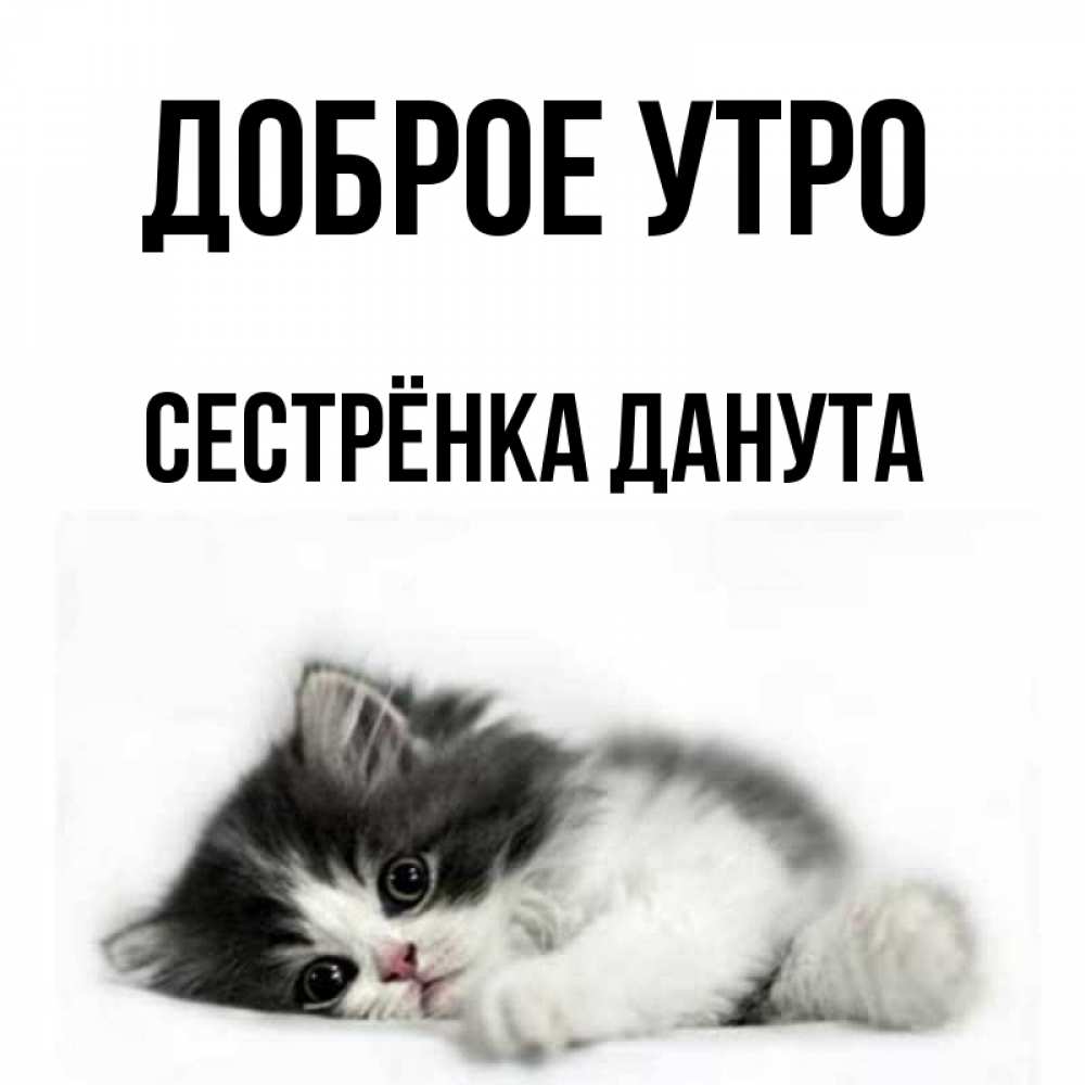 Открытка на каждый день с именем, Сестрёнка-Данута Доброе утро кот лапки Прикольная открытка с пожеланием онлайн скачать бесплатно 