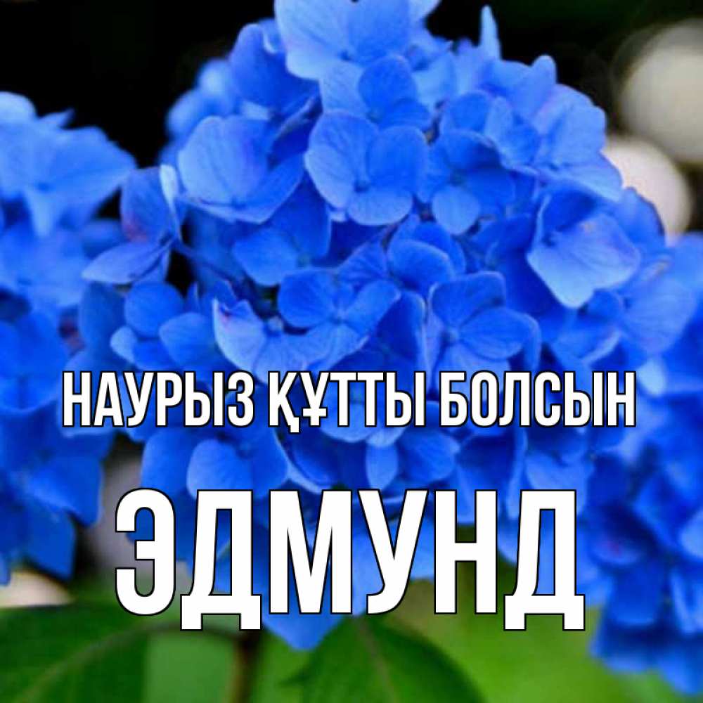 Открытка на каждый день с именем, Эдмунд Наурыз құтты болсын синие цветы Прикольная открытка с пожеланием онлайн скачать бесплатно 