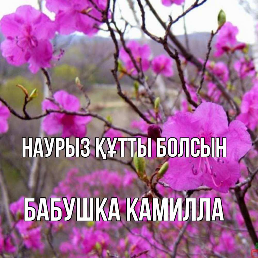 Открытка на каждый день с именем, Бабушка-Камилла Наурыз құтты болсын наурыз мейрамы кутты болсын Прикольная открытка с пожеланием онлайн скачать бесплатно 