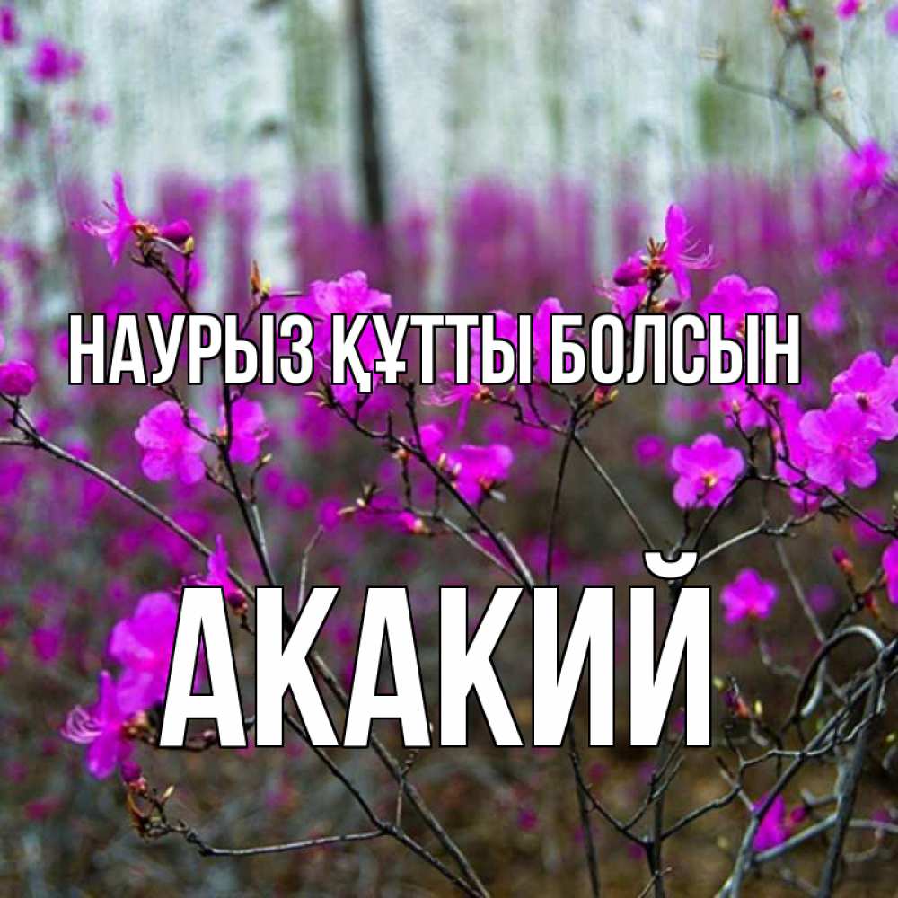 Открытка на каждый день с именем, Акакий Наурыз құтты болсын дикие цветы Прикольная открытка с пожеланием онлайн скачать бесплатно 