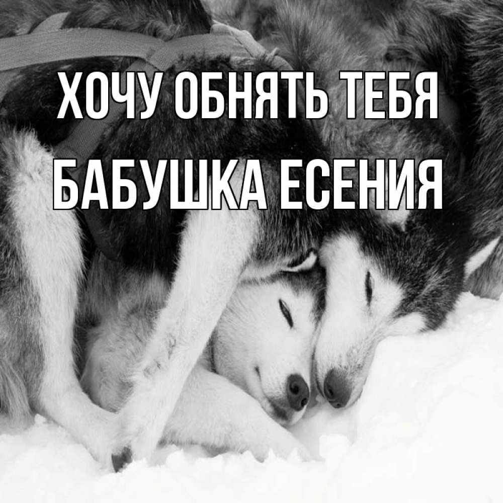 Открытка на каждый день с именем, Бабушка-Есения Хочу обнять тебя собачки в упряжке Прикольная открытка с пожеланием онлайн скачать бесплатно 