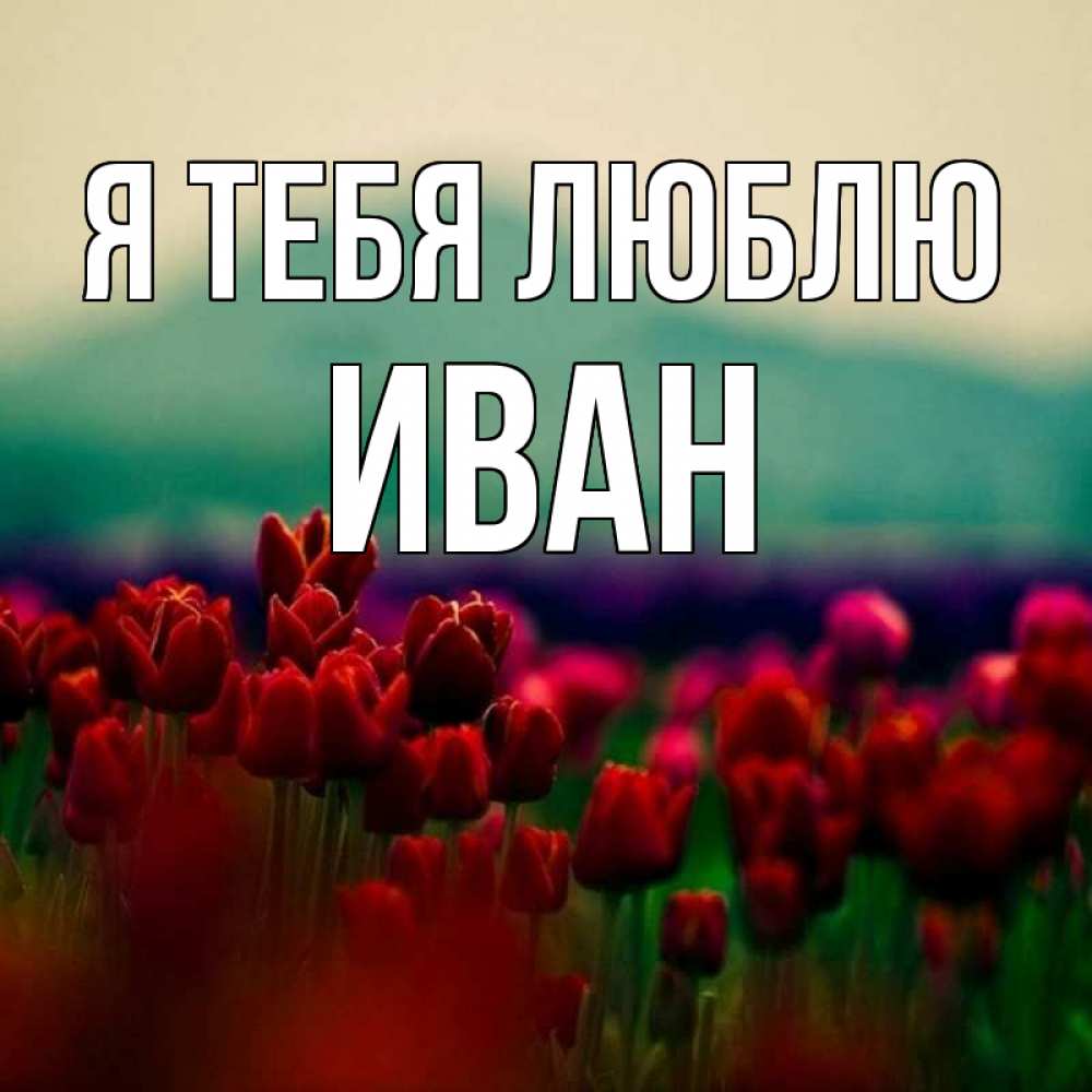 Открытка на каждый день с именем, Иван Я тебя люблю тюльпаны 4 Прикольная открытка с пожеланием онлайн скачать бесплатно 