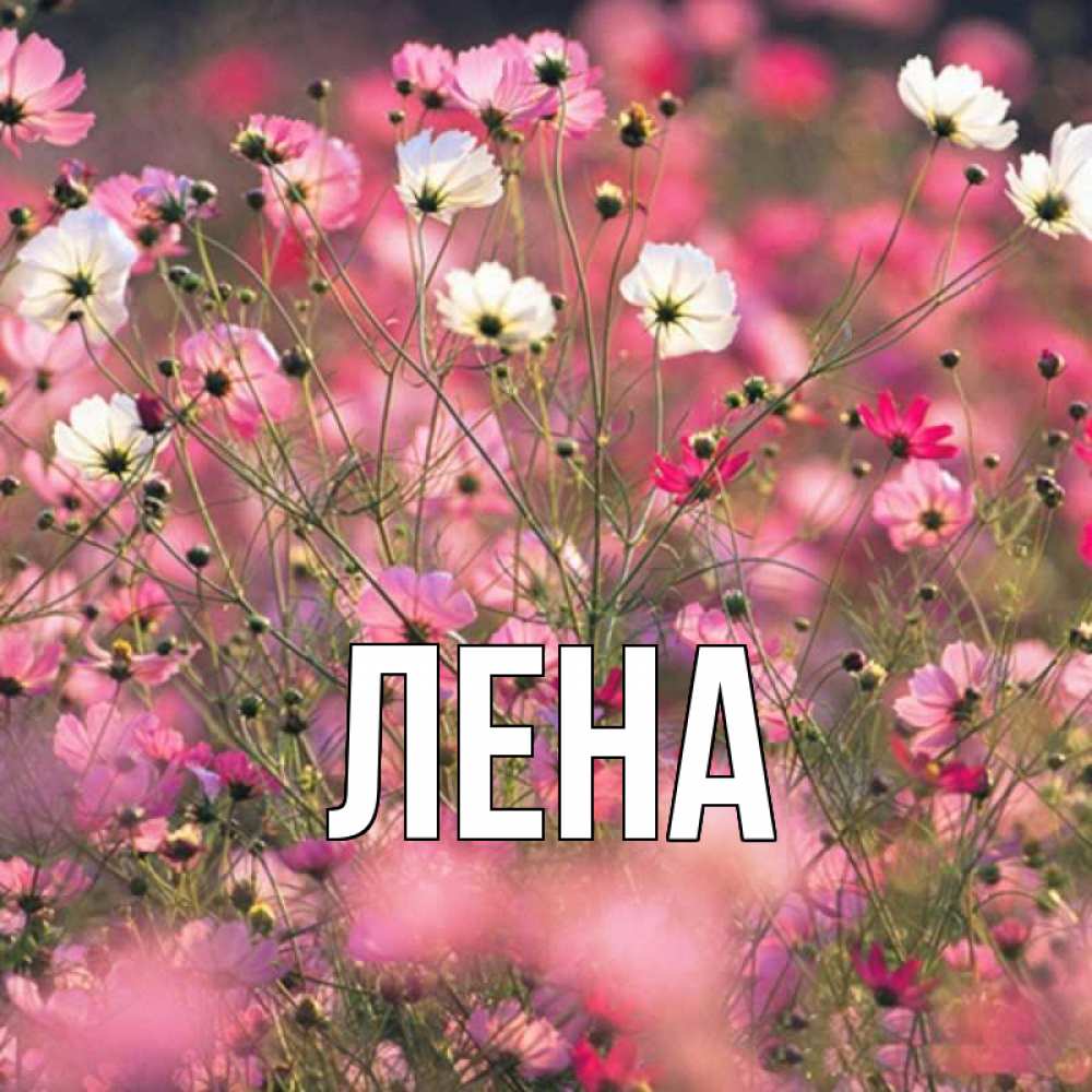 Открытка на каждый день с именем, Лена Главная красиво 1 Прикольная открытка с пожеланием онлайн скачать бесплатно 