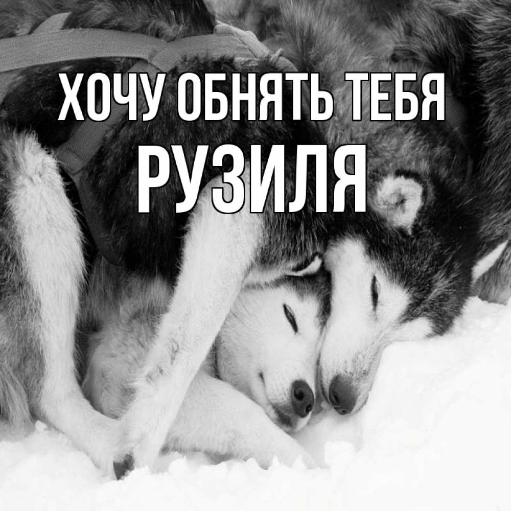 Открытка на каждый день с именем, Рузиля Хочу обнять тебя собачки в упряжке Прикольная открытка с пожеланием онлайн скачать бесплатно 