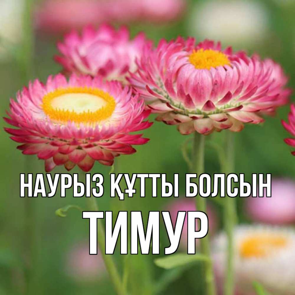 Открытка на каждый день с именем, Тимур Наурыз құтты болсын подарок на международный женский день Прикольная открытка с пожеланием онлайн скачать бесплатно 