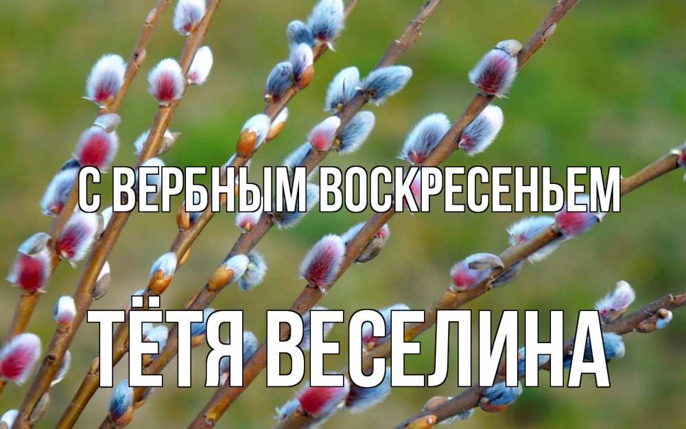 Открытка на каждый день с именем, Тётя-Веселина С вербным воскресеньем верба Прикольная открытка с пожеланием онлайн скачать бесплатно 