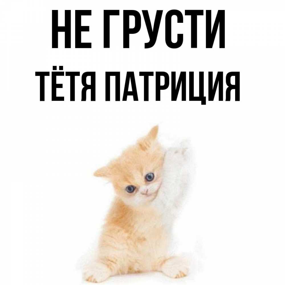 Открытка на каждый день с именем, Тётя-Патриция Не грусти просящий кот Прикольная открытка с пожеланием онлайн скачать бесплатно 