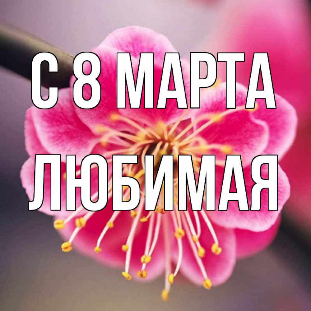 Открытка на каждый день с именем, любимая С 8 марта цветы Прикольная открытка с пожеланием онлайн скачать бесплатно 