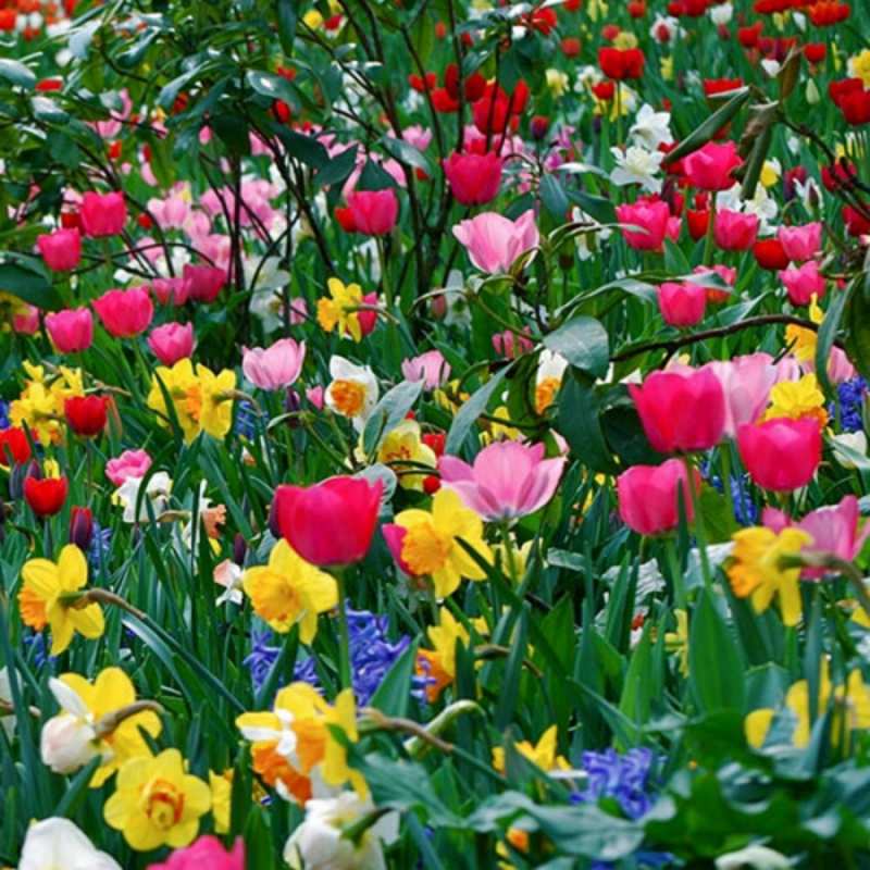 Открытка полевые цветы с наурызом праздником весны поздравления для женщины С наурызом 