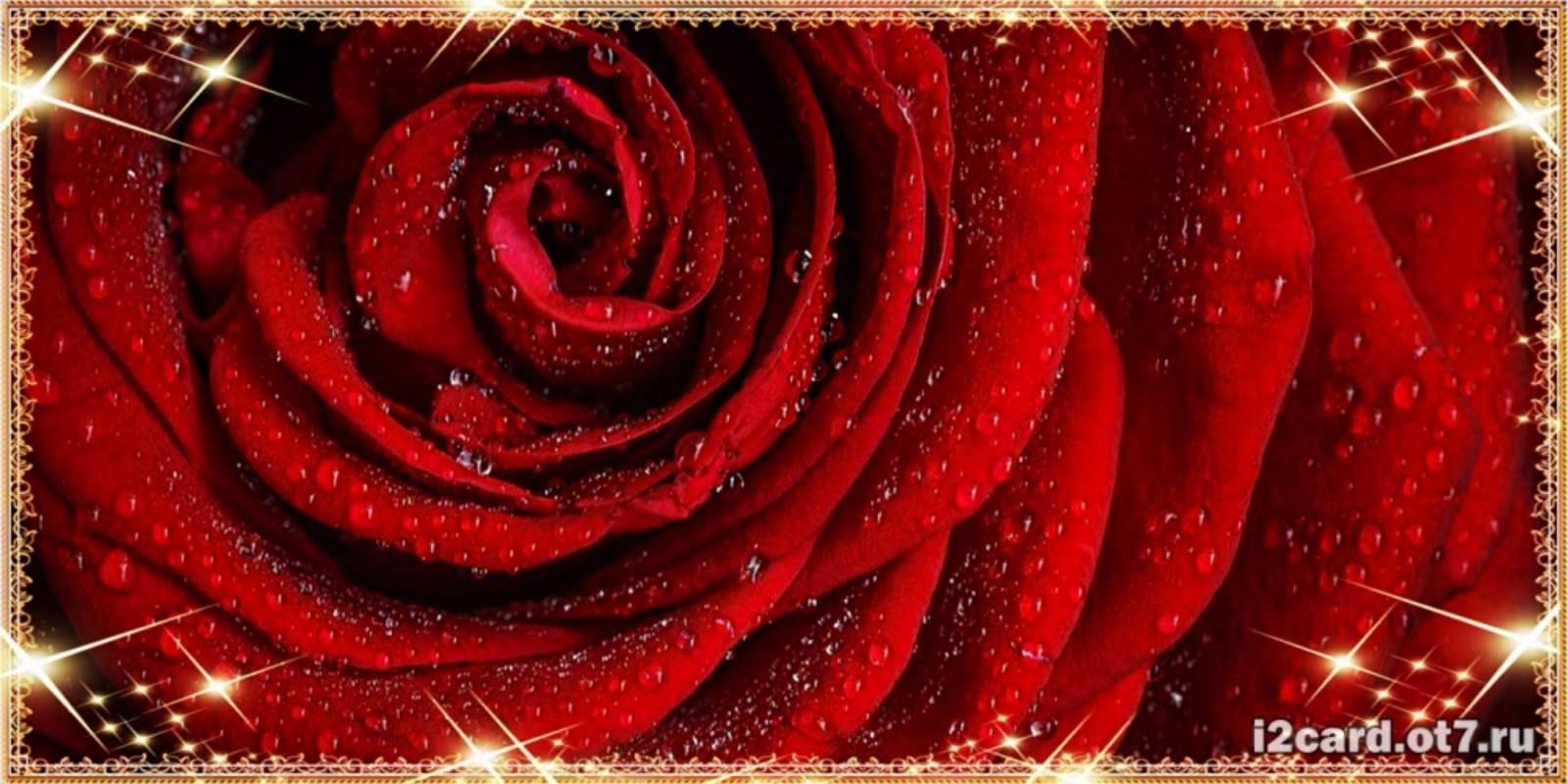 Открытка роза в росе и звездах роса на розе блестящая в лучах солнца С юбилеем 