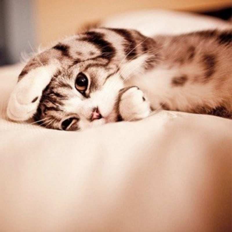 Открытка Милый кот засыпает  сладких снов с животными  Спокойной ночи 