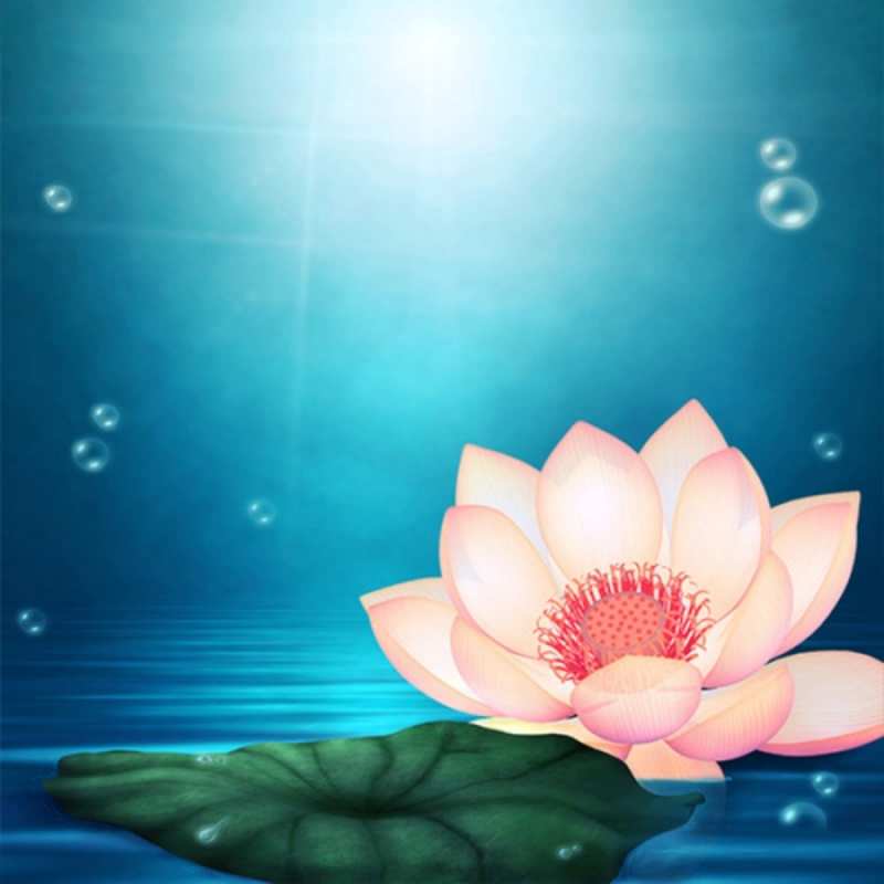 Открытка красивый цветок на воде  кувшинка  С днем ангела 