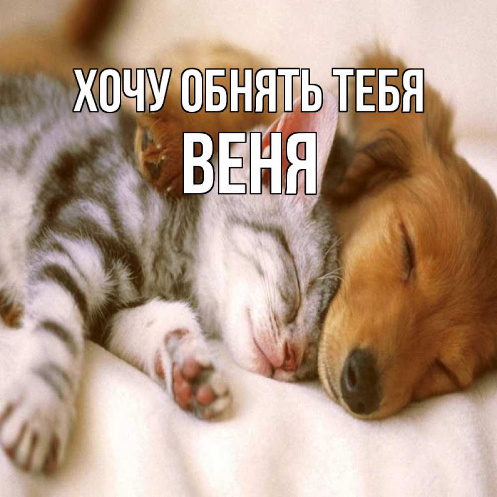 Открытка на каждый день с именем, Веня Хочу обнять тебя пес и котенок Прикольная открытка с пожеланием онлайн скачать бесплатно 
