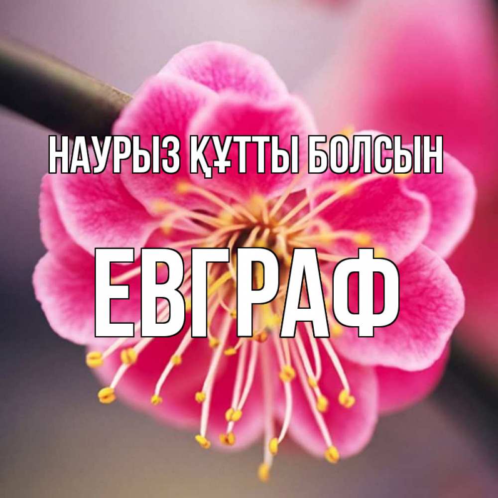 Открытка на каждый день с именем, Евграф Наурыз құтты болсын цветы Прикольная открытка с пожеланием онлайн скачать бесплатно 
