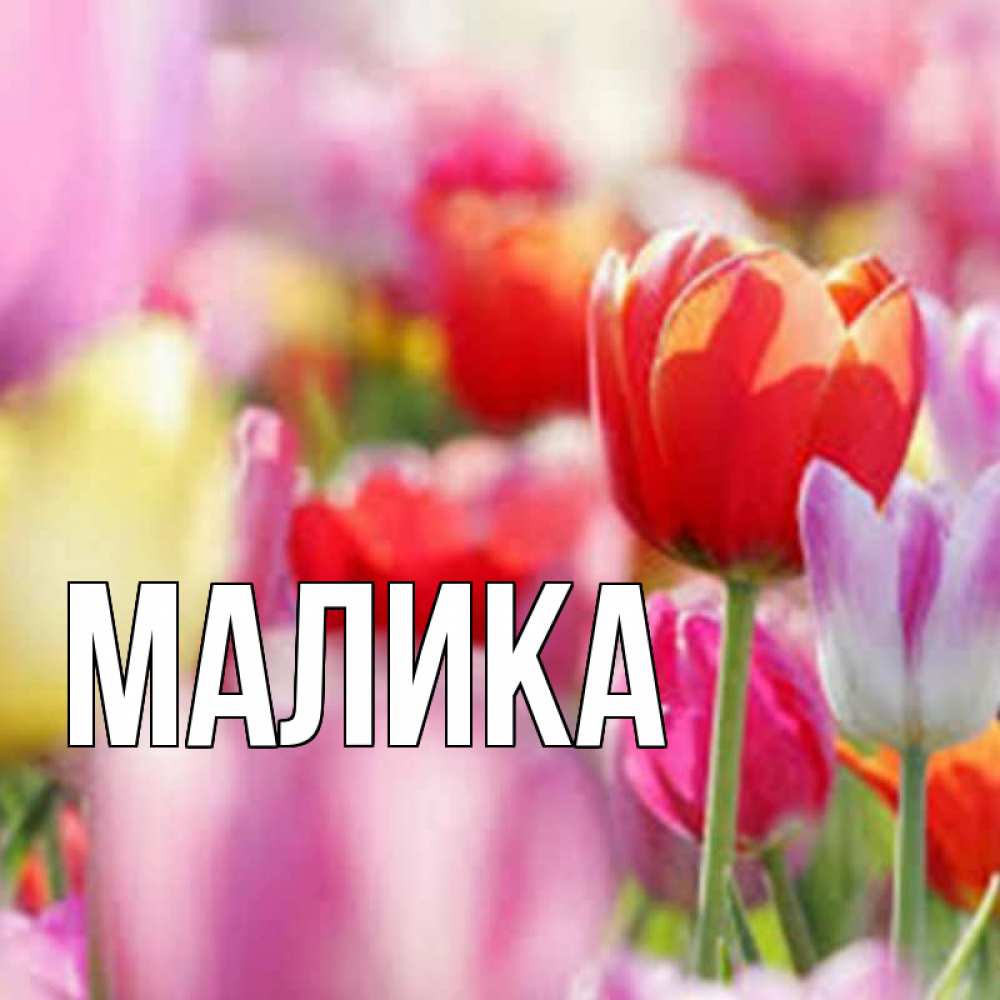Открытка на каждый день с именем, Малика Главная на наурыз  2 Прикольная открытка с пожеланием онлайн скачать бесплатно 