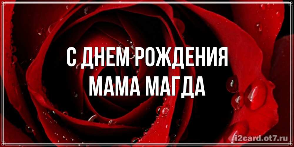 Открытка на каждый день с именем, Мама-Магда С днем рождения крупная бордовая роза Прикольная открытка с пожеланием онлайн скачать бесплатно 