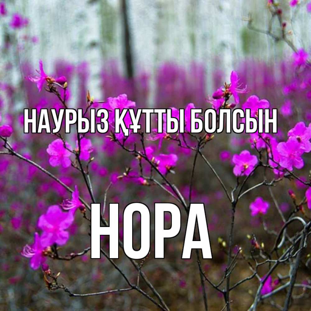 Открытка на каждый день с именем, Нора Наурыз құтты болсын дикие цветы Прикольная открытка с пожеланием онлайн скачать бесплатно 
