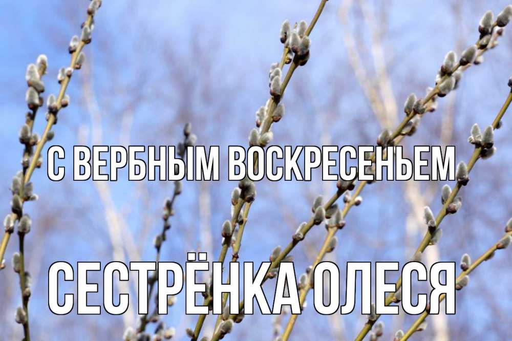 Открытка на каждый день с именем, Сестрёнка-Олеся С вербным воскресеньем верба Прикольная открытка с пожеланием онлайн скачать бесплатно 