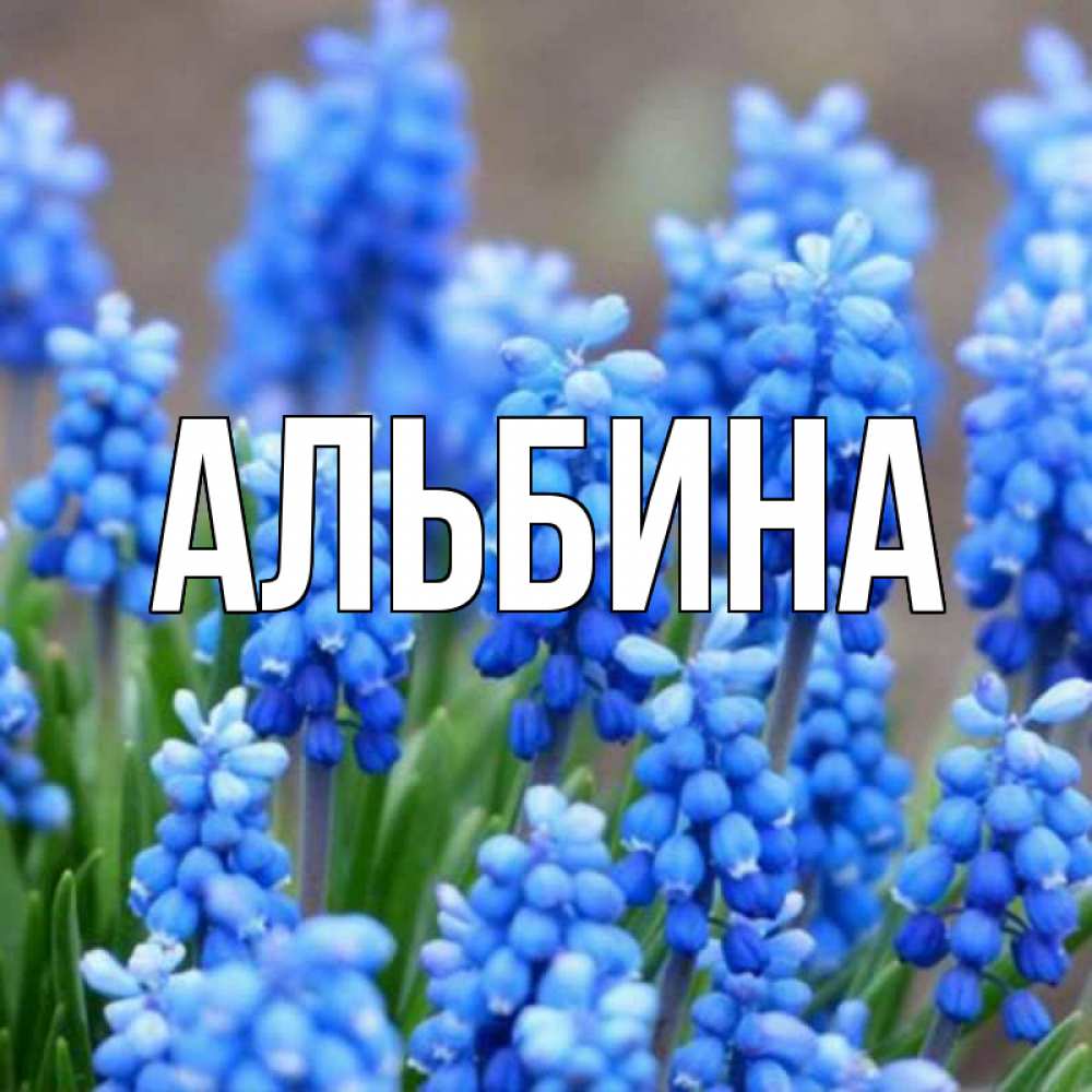 Цветы для альбины картинки