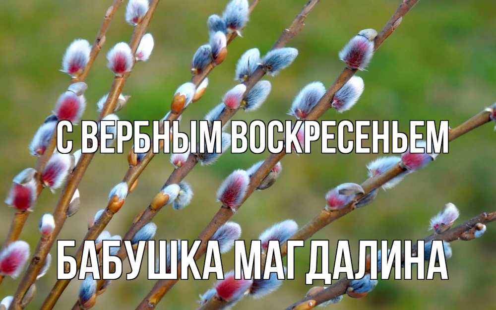 Открытка на каждый день с именем, Бабушка-Магдалина С вербным воскресеньем верба Прикольная открытка с пожеланием онлайн скачать бесплатно 