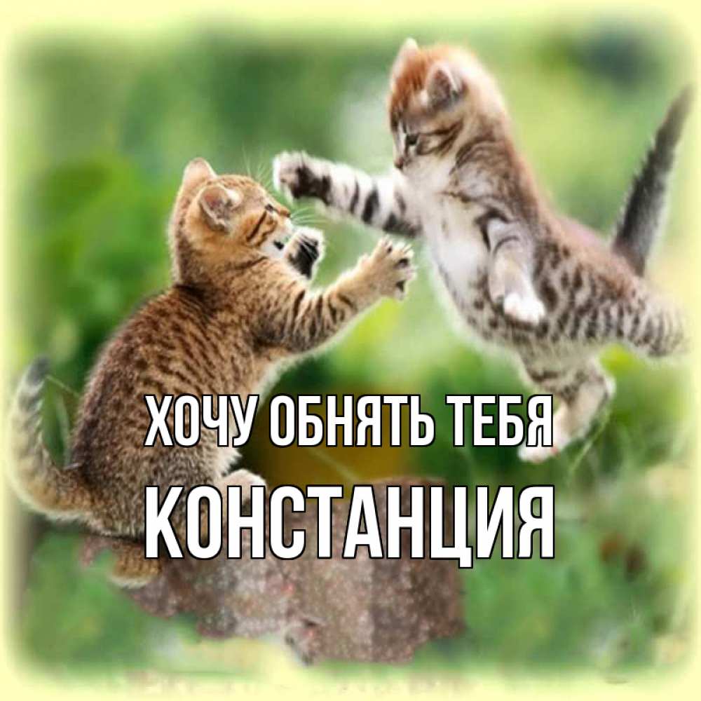 Открытка на каждый день с именем, Констанция Хочу обнять тебя игры котят Прикольная открытка с пожеланием онлайн скачать бесплатно 