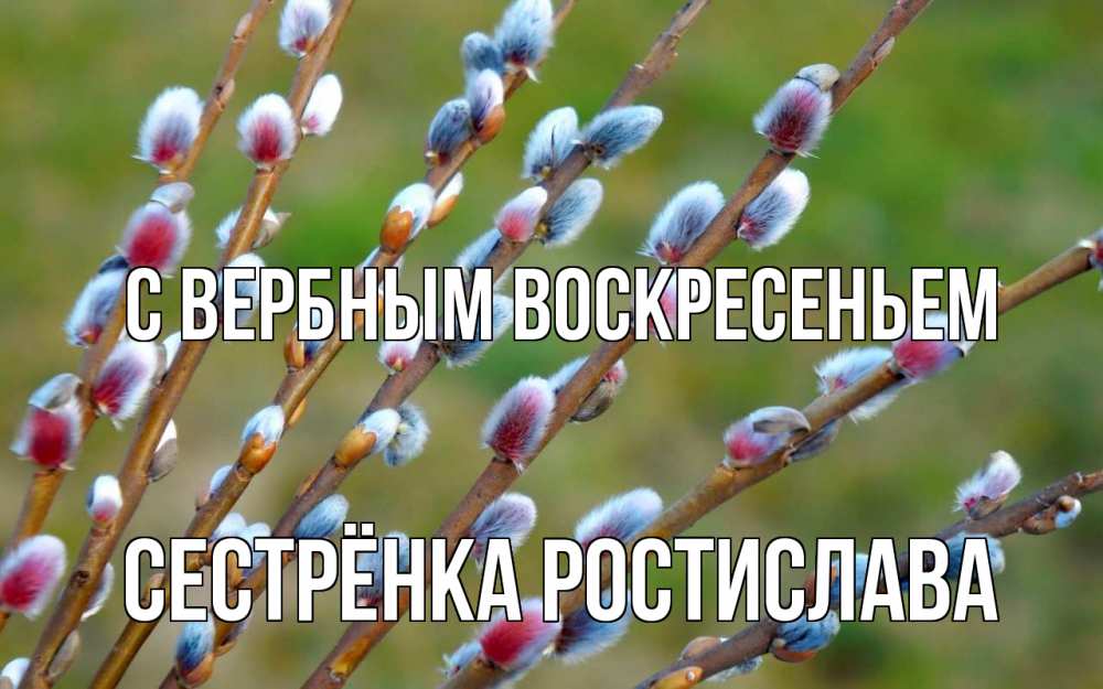 Открытка на каждый день с именем, Сестрёнка-Ростислава С вербным воскресеньем верба Прикольная открытка с пожеланием онлайн скачать бесплатно 