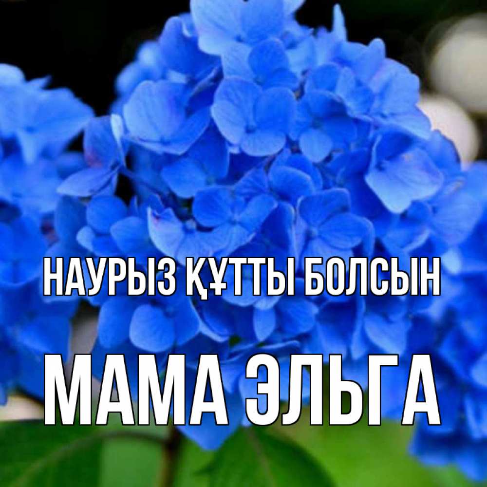 Открытка на каждый день с именем, Мама-Эльга Наурыз құтты болсын синие цветы Прикольная открытка с пожеланием онлайн скачать бесплатно 