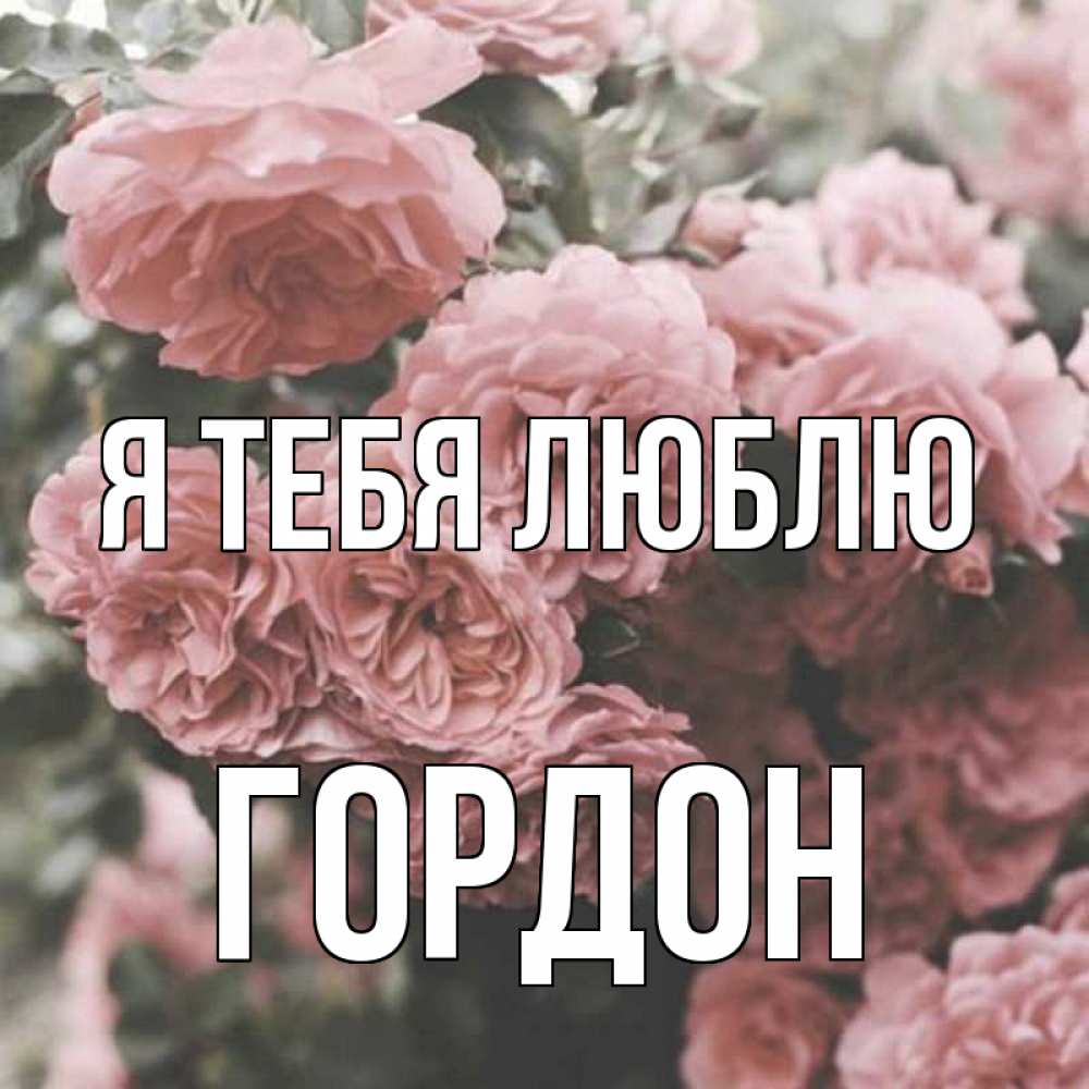 Открытка на каждый день с именем, Гордон Я тебя люблю розы 3 Прикольная открытка с пожеланием онлайн скачать бесплатно 
