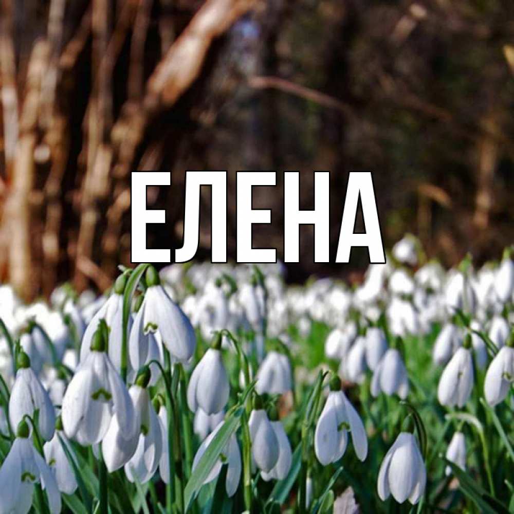 Открытка на каждый день с именем, Елена Главная с подснежниками 1 Прикольная открытка с пожеланием онлайн скачать бесплатно 